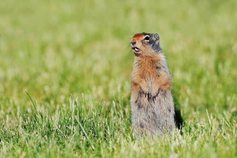 Columbia ground squirrel (Urocitellus columbianus, Spermophilus columbianus), Waterton Lakes