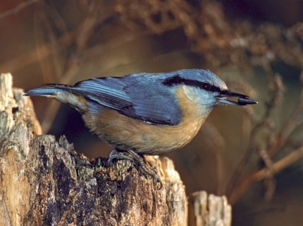 Nuthatch, Sitta Europaea, Birds, Leo, Passeri, Songbirds, Birds, Winter, Winter Feeding