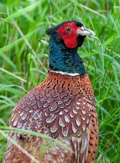 Pheasant, hunting pheasant, phasianus colchicus, pheasant, Sweden, birds, chickens, galliformes,