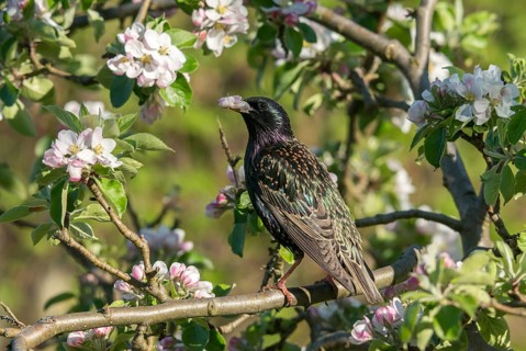 Star, Starling, Sturnus vulgaris, Birds, Passeri, Songbirds, Birds