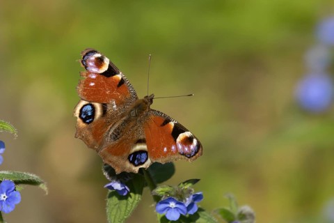 Peacock butterfly (Aglais io) adult insect feeding on Green alkanet (Pentaglottis sempervirens)