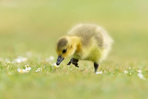 Canada goose (Branta canadensis) juvenile baby gosling bird walking on grass, England, United
