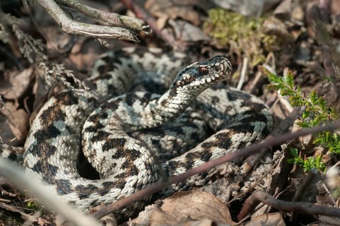 European adder, European viper, venomous snake, vipera berus, critters, poisonous reptiles,