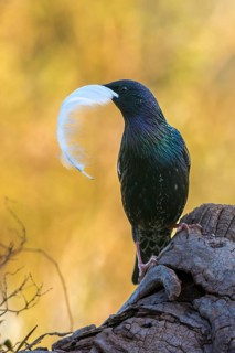 Star, Starling, Sturnus Vulgaris, Birds, Feather, High Size, Portrait, Nest Building, Nest