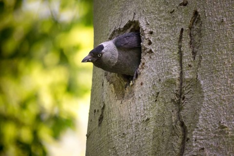 Corvus monedula, jackdaw, tree-breeding jackdaws, tree breeders, birds, corvidae family of birds,