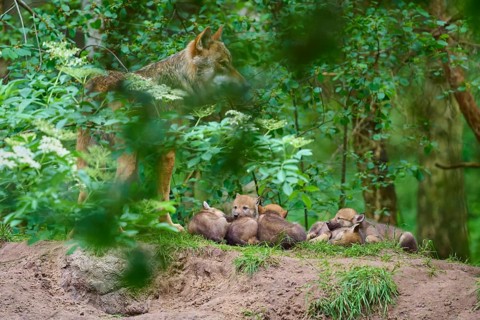 A wolf provides a sense of security for a litter of pups on a hill in a green, wooded area, Wolf