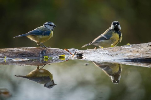 Blue tit, great tit, great tit, parus caeruleus, parus major, bath, bathe, bird bath, birds, tits,