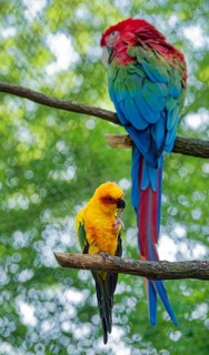 Sun Conure (Aratinga solstitialis), a South American parrot, and Green-winged Macaw (Ara