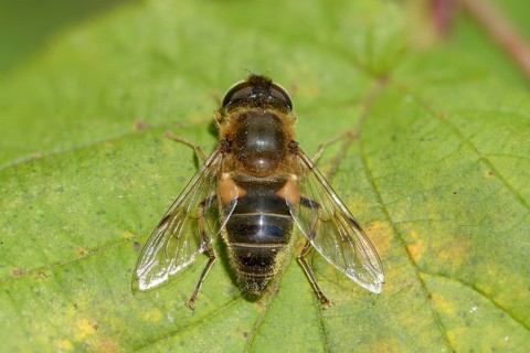 Eoseristalis pertinax, Eristalis pertinax, common wedge spotted hoverfly, hoverflies, syrphidae,
