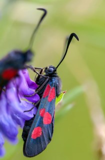 Wet meadow ram, five-spot burnet, clover ram, marsh horn clover ram, zygaena trifolii, blood