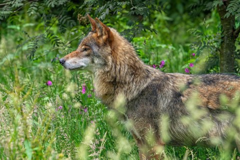 Eurasian wolf, European grey wolf (Canis lupus lupus) hunting in grassland with wildflowers at edge
