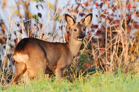 European roe deer (Capreolus capreolus), female roe deer in autumn, North Rhine-Westphalia, Germany