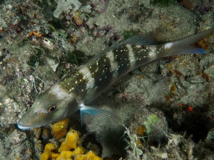 Striped fish, European seabream (Dentex dentex), resting on the sandy seabed at night, dive site: