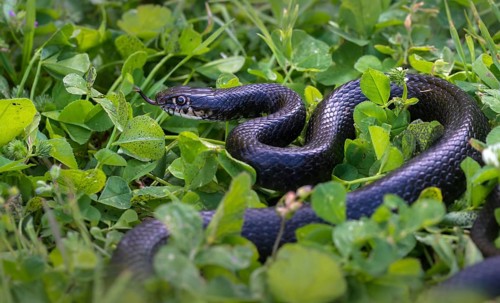 Dark Green Snake, Yellow-Green Wrath Snake, Granelli, Hierophis Viridiflavus, Italy, Pantani Cuba