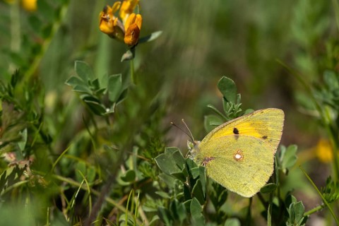Clouded Yellow, Colias Crocea, Colias Croceus, Granelli, Italy, Pantani Cuba and Longarini, Post