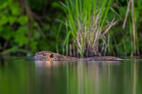 Coypu, nutria (Myocastor coypus) swimming along pond bank, invasive rodent in Europe, native to