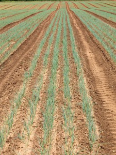 Lines of onion plant seedlings growing in field rows, Sutton, Suffolk, England, UK
