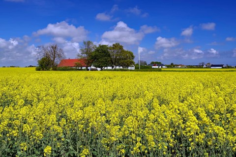 Yellow rapeseed field under blue, cloudy sky, sweeping rural views, Ystad, Skane, Sydostleden,