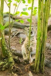 Eurasian lynx (Lynx lynx) youngster (cub) climbing up a tree in a forest, Bavaria, Germany