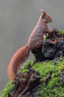 A squirrel (Sciurus vulgaris) curiously observes a fellow squirrel, sweet, cute, January, Germany