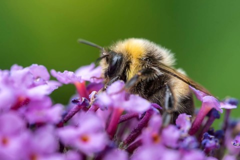 Apidae, bees, bombus lucorum, hymenoptera, insects, male, white-tailed bumblebee, hymenoptera,