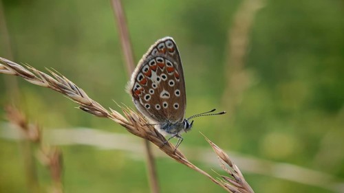 Butterfly, Adonis blue (Polyommatus bellargus) with a distinctive wing pattern on a blade of grass
