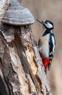 Great Spotted Woodpecker, Great Spotted Woodpecker, Birds, High Size, Portrait, Male, Piciform,