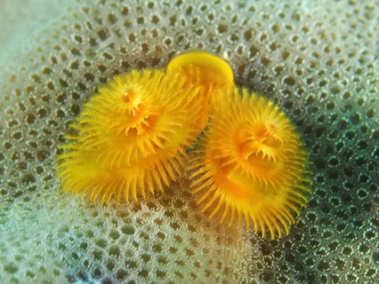 A bright yellow Indo-Pacific Christmas tree worm (Spirobranchus corniculatus) nestled amongst