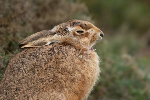 European brown hare (Lepus europaeus) adult sleepy animal yawning, England, United Kingdom