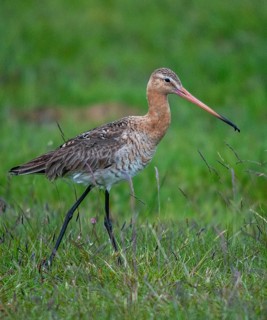 Black-tailed Godwit, Limosa Limosa, Sweden, black-tailed godwit, birds, charadriiformes, high size,