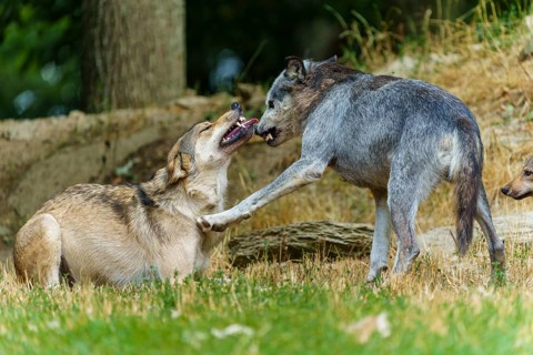 Timberwolf, wolf, American wolf (Canis lupus lycaon), Germany, two wolves playfully interacting in