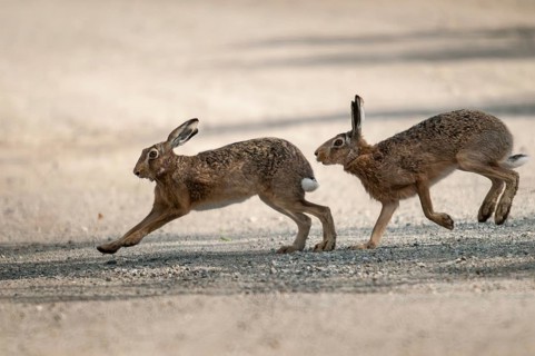 Brandenburg, European hare, hare, Germany, hares, lagomorpha, lepus europaeus, nabu, national