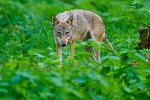 A wolf peers intently through the dense undergrowth, summer, wolf (Canis lupus), Germany