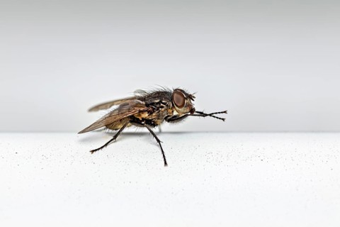 A close-up photograph of a fly on a white surface: a housefly near Herleshausen in Germany (Musca