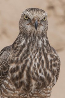 Pale Chanting Goshawk (Melierax canorus) juvenile, Northern Cape, South Africa