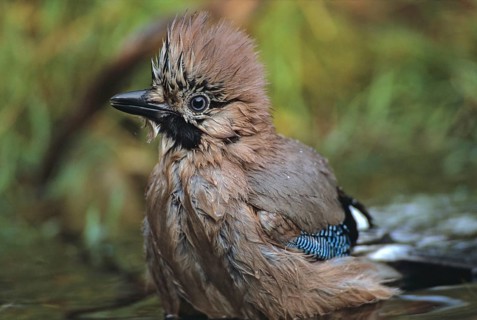 Jays, Garrulus glandarius, bath, birds, corvidae family of birds, adolescent, juvenile, leo,