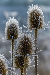 Dipsacaceae, Dipsacus Fullonum, Dipsacus sylvestris, card family, wild card, detail, ice crystals,