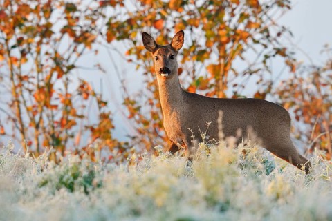 European roe deer (Capreolus capreolus), female roe deer in winter, North Rhine-Westphalia, Germany