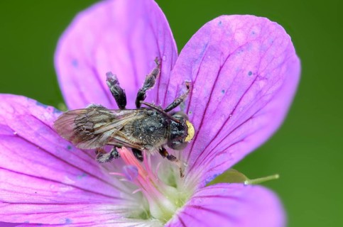 Apidae, floodplain leg bee, bees, hymenoptera, macropis europaea, macropis labiata, femur bee,