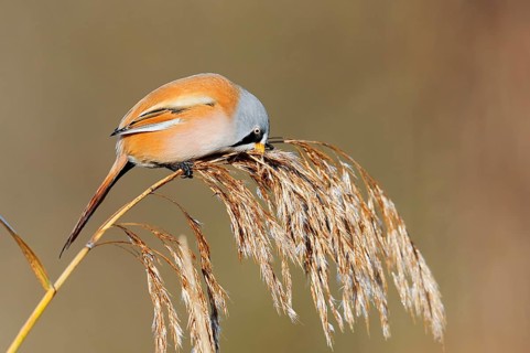 Bearded Tit (Panurus biarmicus), male eating the seeds from a fruiting reed (Phragmites australis),