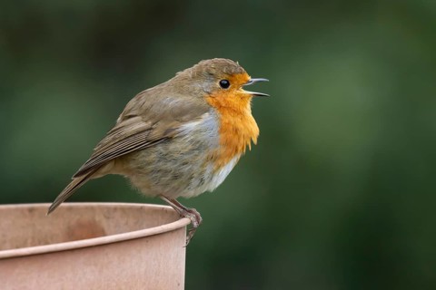 European robin (Erithacus rubecula) adult garden bird singing on a plant pot in spring, England,