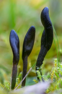 Brought Earthtongue, Deceptive Earthtongue, Geoglossum Fallax, Scaly Earth Tongue, Deceptive Earth