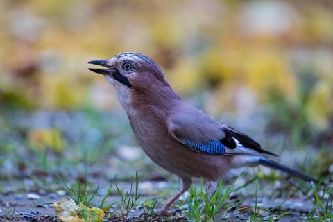 Eurasian Jay (Garrulus glandarius) perched on the ground, Bavaria, Germany