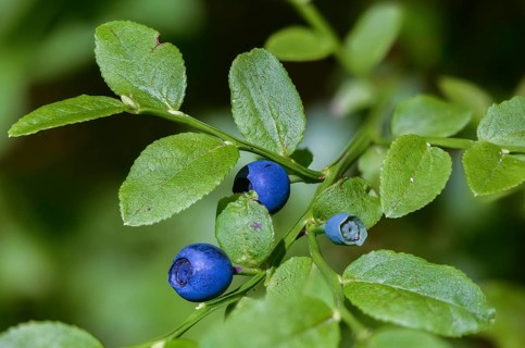 Bickberry, blueberry, ericaceae, European blueberry, heather family, blueberry, mollberry,
