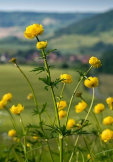 Budabin seed, buttercup, butter ball, butterrose, globe flower, goldhead, buttercup family, ball