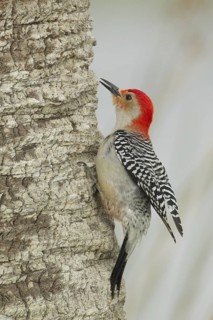 Red-bellied Woodpecker (Melanerpes carolinus) male climbing up tree, Florida, USA