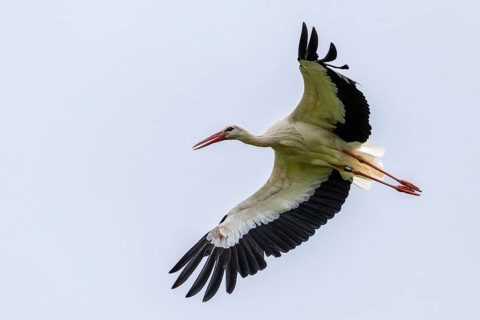 White stork (Ciconia ciconia) in flight, house roof, Affenberg Salem, Lake Constance region,