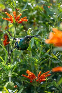 Malachite Sunbird (Nectarinia famosa) Male, Western Cape, South Africa