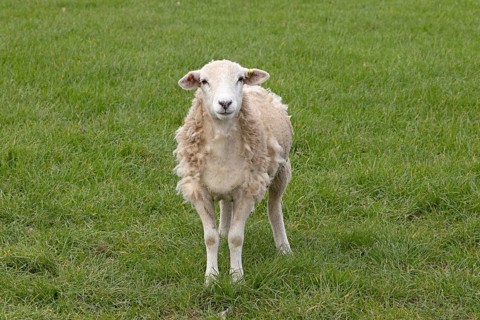 Sheep looking at camera, Alveston, Stratford-upon-Avon, Warwickshire, England, Great Britain