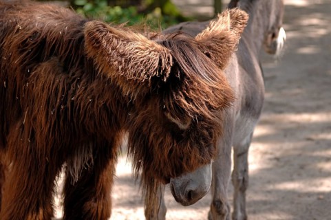 Poitou donkeys (named after the Poitou-Charentes region in western France) at the Tiergarten, Am